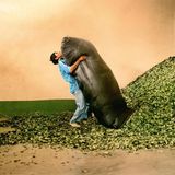 Arbeiter schüttet einen Sack Kokablätter aus