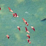 Es ist eine Szene in Pastellfarben, die Mark Ian Cook zum Gesamtsieger des Mangrove Photography Awards macht: Ein Schwarm Rosalöffler gleitet über das seichte Wasser der Florida Bay, in der ein Hai seine Runden dreht. Und es ist eine Szene, die in Gefahr ist: Die Vögel mit dem farbenprächtigen Gefieder suchen mit ihren löffelförmigen Schnäbeln im flachen Wasser zwischen den Mangroven nach Fischen – und können wegen des steigenden Meeresspiegels an vielen Orten der Florida Bay nicht mehr überleben. 