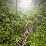Ein steiler Anstieg im Wald auf dem West Coast Trail, Pacific Rim National Park Reserve, Kanada