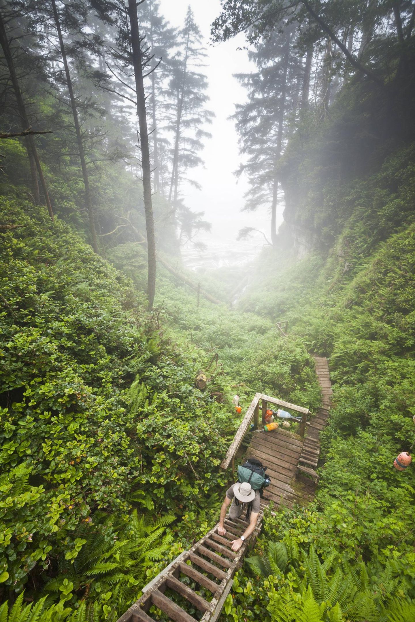 Ein steiler Anstieg im Wald auf dem West Coast Trail, Pacific Rim National Park Reserve, Kanada