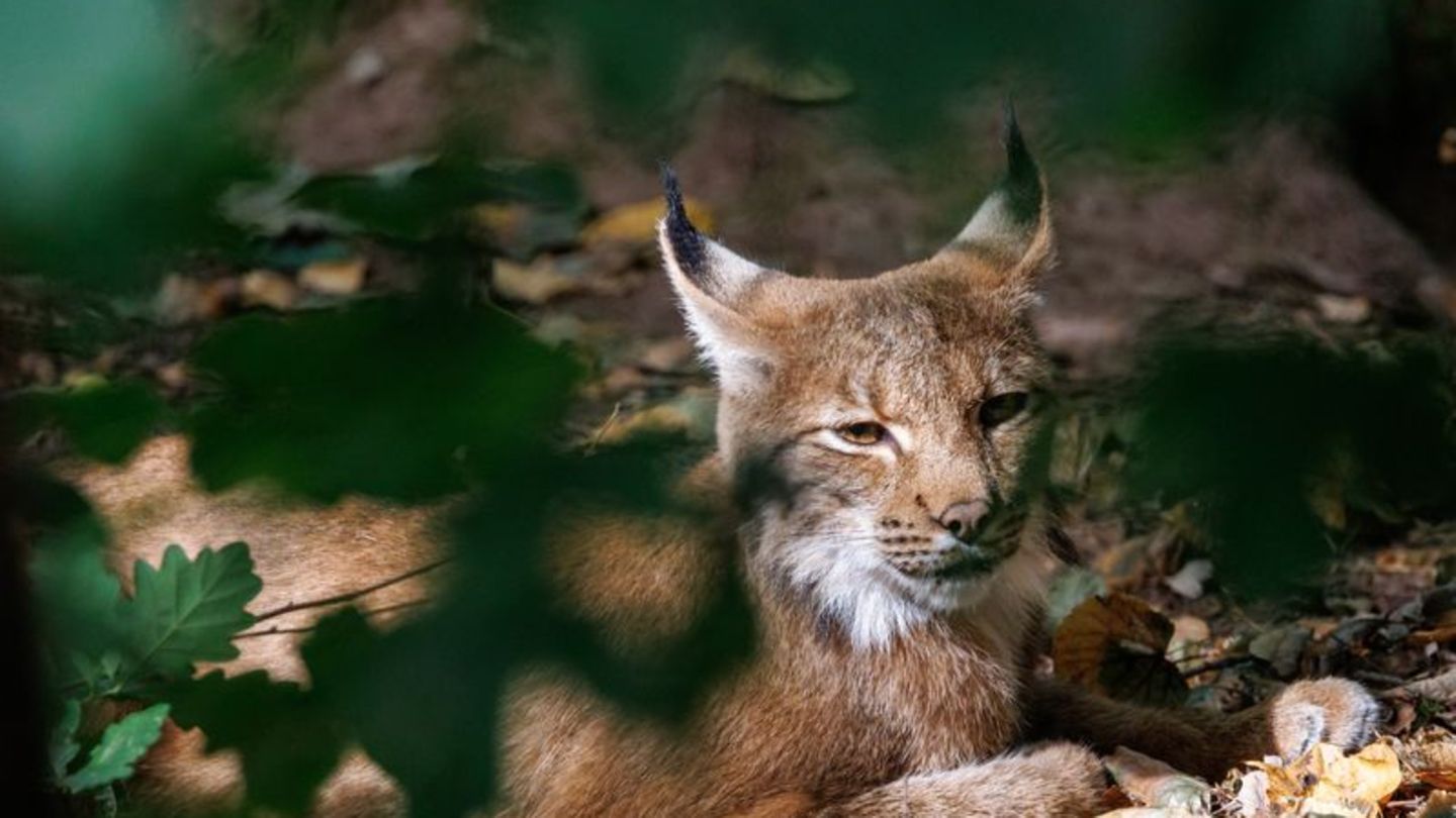Tiere-Achter-Luchs-im-Schwarzwald-Das-ist-Martins-Aufgabe