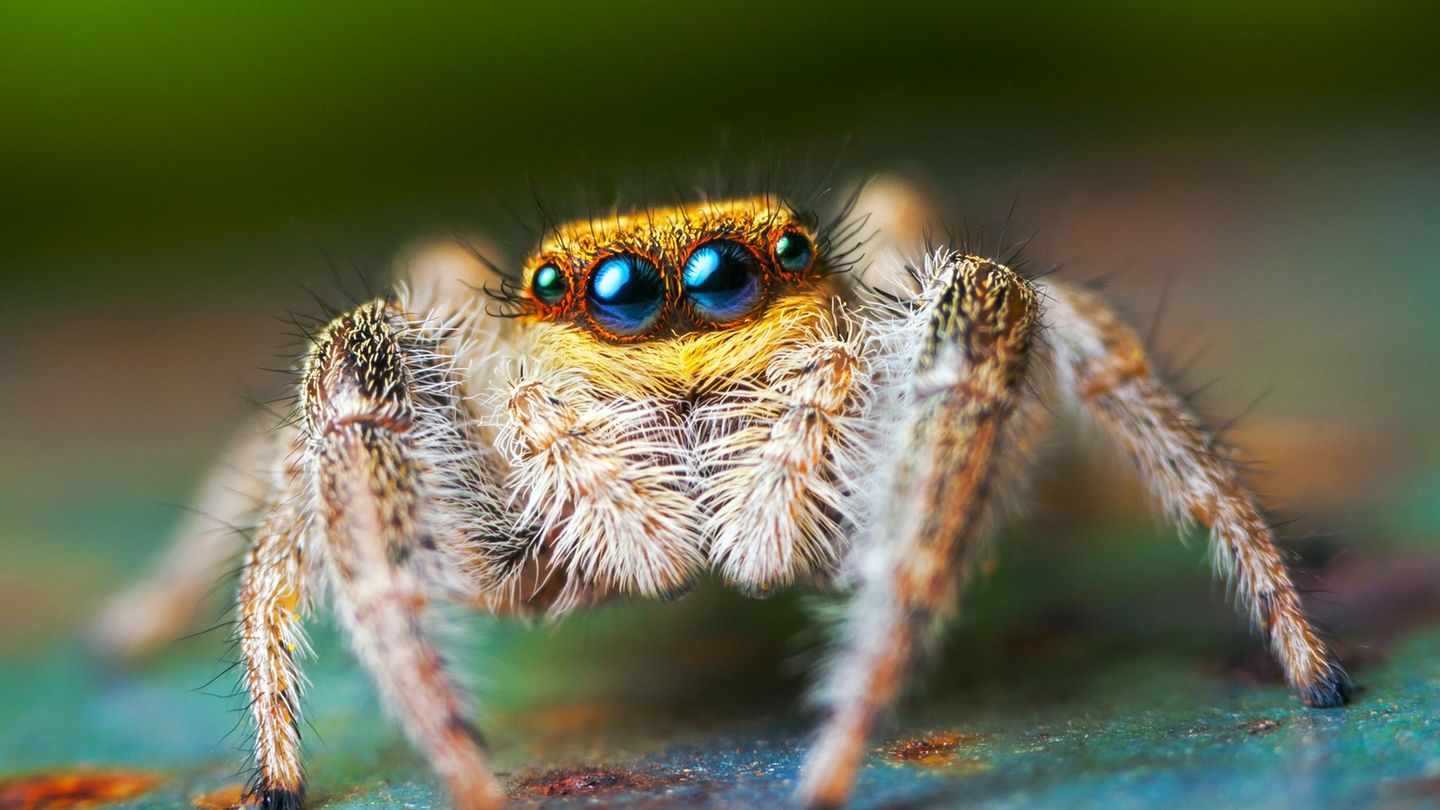 Evolution-Winziges-Fossil-enth-llt-Spinnen-entwickelten-sich-wohl-im-Meer