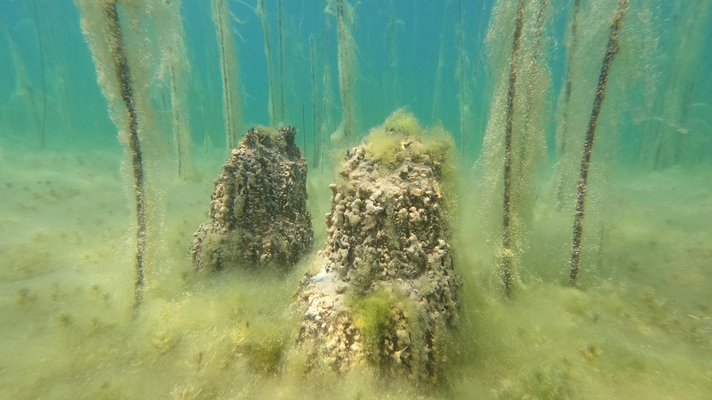 8000-Jahre-alt-Forschende-entdecken-unter-Wasser-wohl-lteste-Seesiedlung-Europas