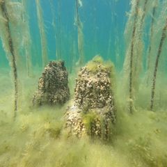 8000 Jahre alt: Forschende entdecken unter Wasser wohl älteste Seesiedlung Europas