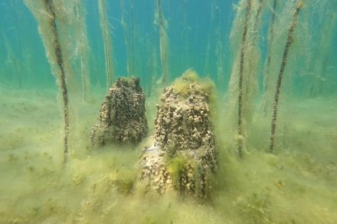 8000 Jahre alt: Forschende entdecken unter Wasser wohl älteste Seesiedlung Europas