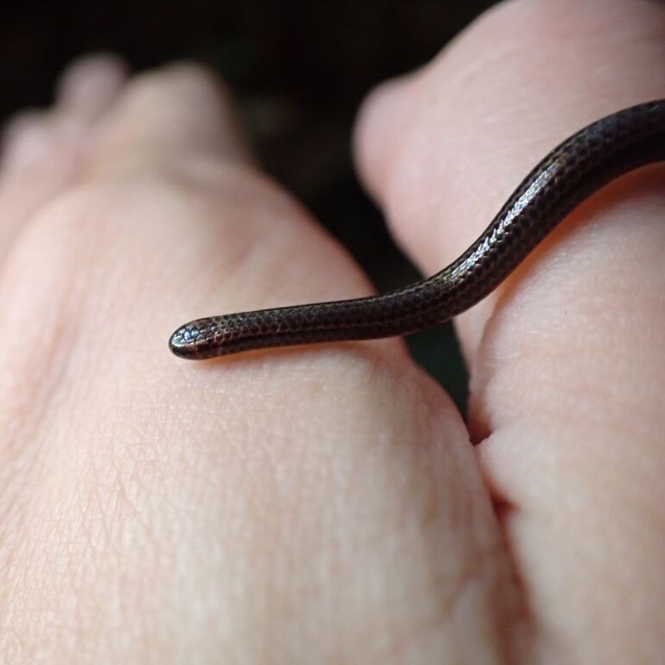 Fadenschlange kriecht über einen Handrücken