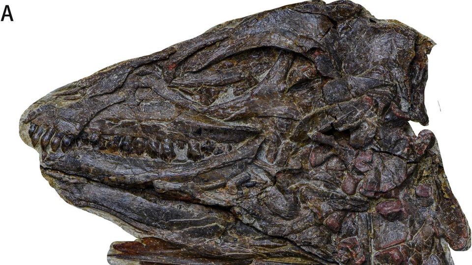 Fund aus China: Besonders der Schädel von Pulaosaurus qinglong interessierte die Forscher: Die außergewöhnlich gut erhaltene Kehlkopfstruktur lässt Rückschlüsse zu auf die Laute, die der Saurier von sich gab Besonders der Schädel von Pulaosaurus qinglong interessierte die Forscher: Die außergewöhnlich gut erhaltene Kehlkopfstruktur lässt Rückschlüsse zu auf die Laute, die der Saurier von sich gab