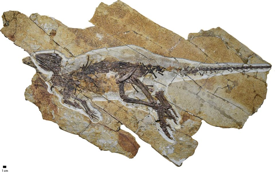 Das Fossil von Pulaosaurus qinglong Das Fossil von Pulaosaurus qinglong