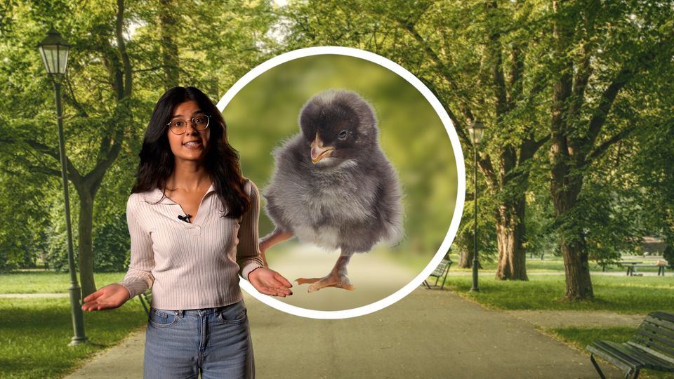 Tierrettung: Vogelküken gefunden? Was zu tun ist - und was man besser bleiben lassen sollte