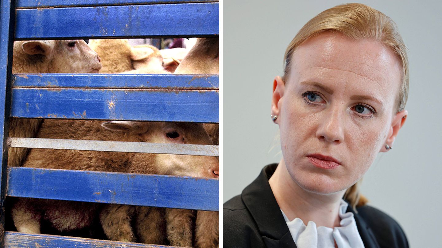 Tierschutzbund-Chef-Schr-der-Die-Tierschutzbeauftragte-geh-rt-ins-Kanzleramt-