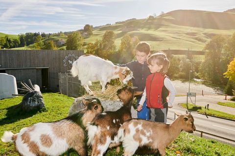 Kinder dürfen im Feriendorf auch Ziegen füttern