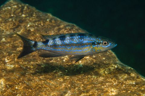 Perissodus microlepis, ein Buntbarsch, glitzert im Wasser