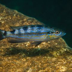 Perissodus microlepis, ein Buntbarsch, glitzert im Wasser
