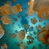 Quallen im Meer und ein Taucher