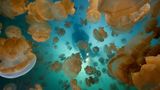 Quallen im Meer und ein Taucher