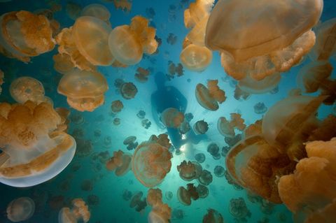 Quallen im Meer und ein Taucher