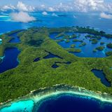 Ein durchlöcherter Archipel: Die Salzwasserseen Palaus entstanden, als der Meeresspiegel vor 15.000 Jahren zu steigen begann. Bis heute dringt Meerwasser durch das Kalkgestein, und manchmal wandern auch Larven von Tieren wie eben Quallen ins Landesinnere. Die dunklen "Miniaturozeane", in denen sie leben, kann man besten aus der Luft erkennen. Nur war der Pilot unseres Hubschraubers bei diesem Anblick so aufgeregt, dass wir am Ende des Fluges beinahe an einem bewaldeten Felsturm zerschellt wären.   