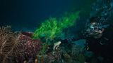 Wie schnell filtern Schwämme das Wasser durch ihre Poren? Und welche Mengen von Kohlendioxid kommen dabei zusammen? Fragen wie diesen gehen die Forschenden in der Nähe der Aquarius Reef Base in Langzeitexperimenten nach. Ich durfte mithelfen: durch die ungiftige, grüne Tinte die Pumpleistung dieses Vasenschwammes vermessen. Er filtert bis zu 500.000 Liter pro Tag!