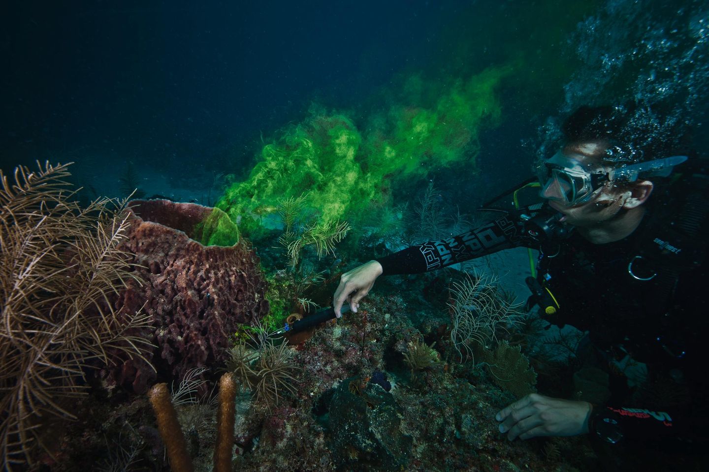 Wie schnell filtern Schwämme das Wasser durch ihre Poren? Und welche Mengen von Kohlendioxid kommen dabei zusammen? Fragen wie diesen gehen die Forschenden in der Nähe der Aquarius Reef Base in Langzeitexperimenten nach. Ich durfte mithelfen: durch die ungiftige, grüne Tinte die Pumpleistung dieses Vasenschwammes vermessen. Er filtert bis zu 500.000 Liter pro Tag!