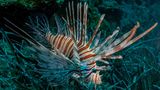 Feuerfisch im Meer
