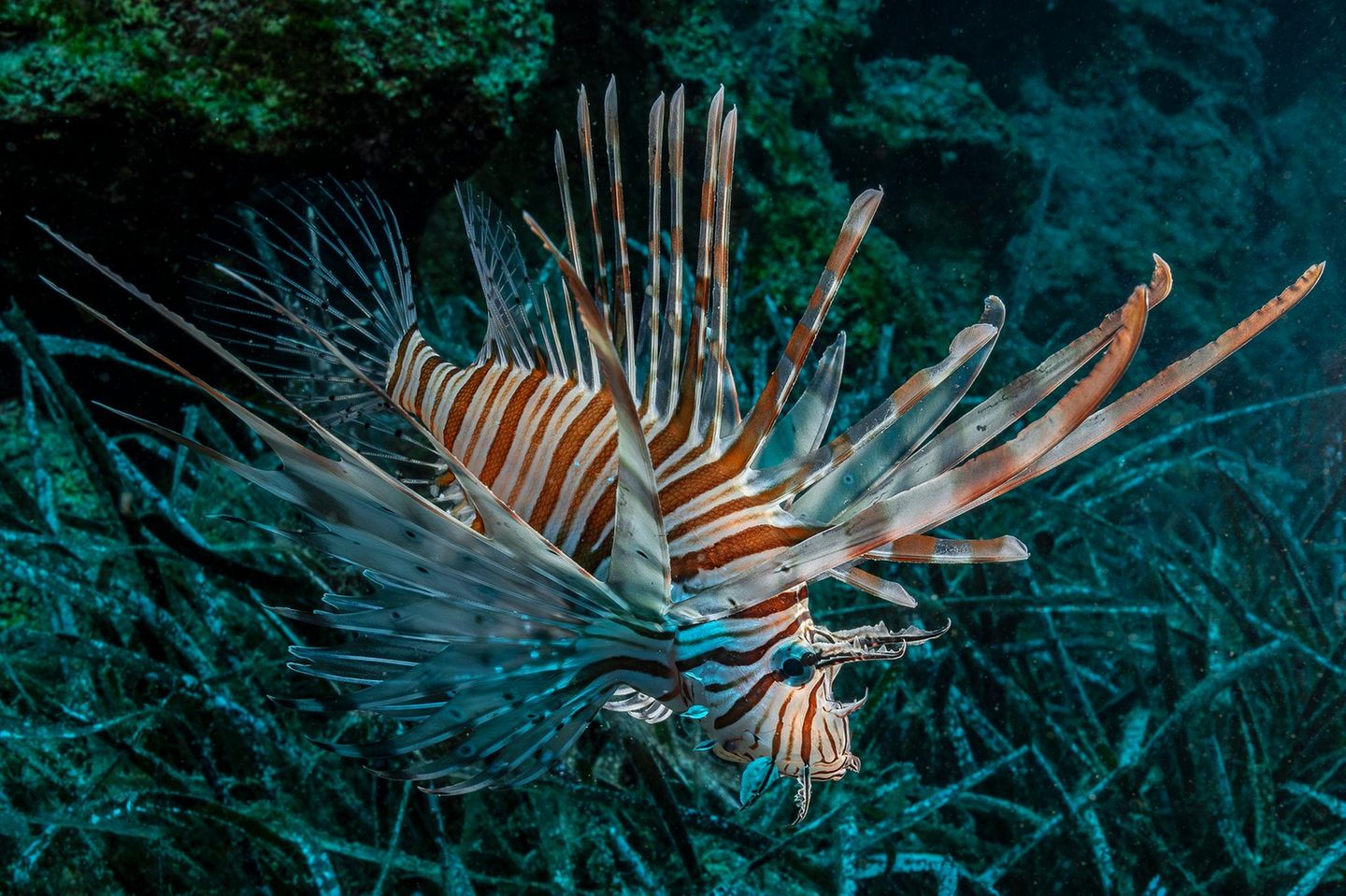 Feuerfisch im Meer