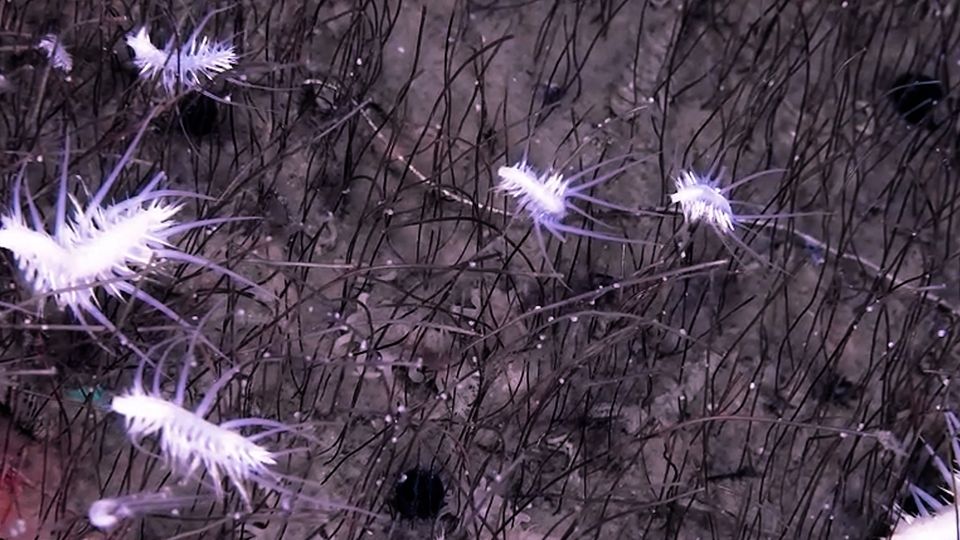 Röhrenwürmer, Muscheln, Weichtiere: Das Leben der Tiefsee Röhrenwürmer, Muscheln, Weichtiere: Das Leben der Tiefsee