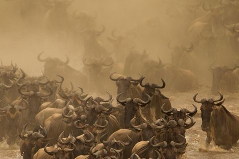 Eine Herde Gnus durchquert einen Fluss