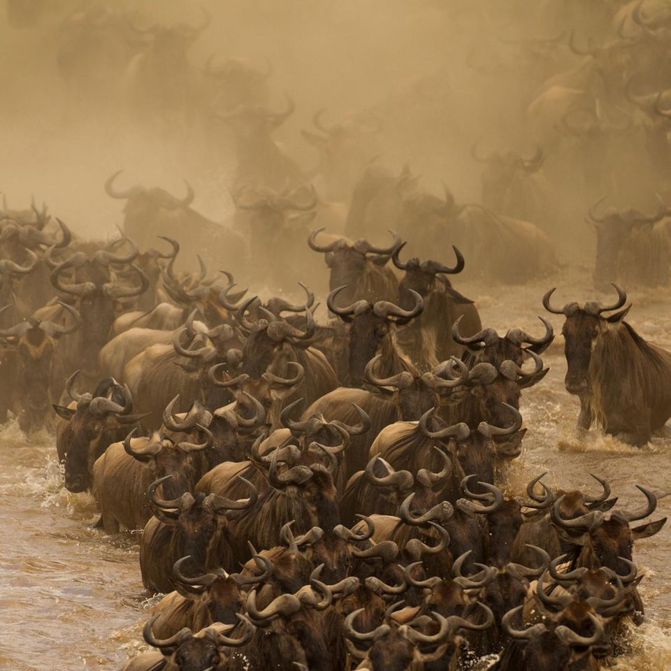 Eine Herde Gnus durchquert einen Fluss