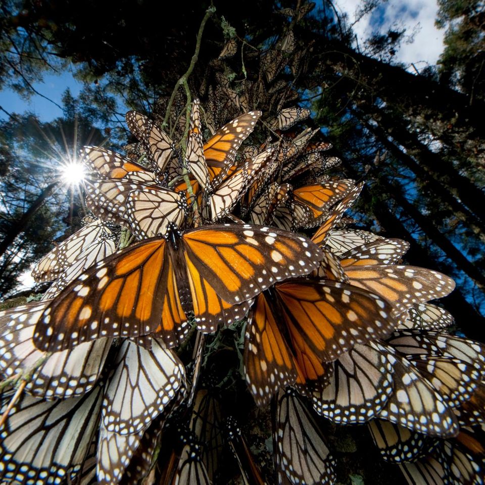 Monarchfalter an einem Baum