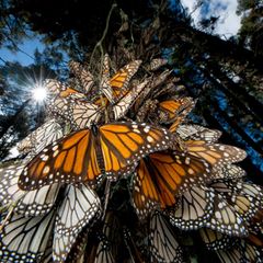 Monarchfalter an einem Baum