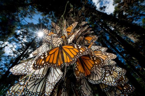 Monarchfalter an einem Baum