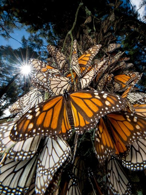Monarchfalter an einem Baum