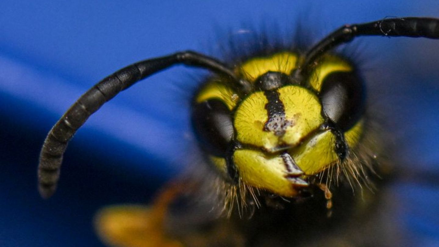 Tiere-schwarz-gelb-gestreift-Sind-Wespen-so-aggressiv-oder-ist-der-Mensch-das-Problem-