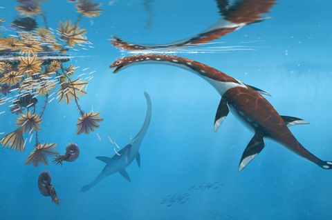 Plesionectes longicollum