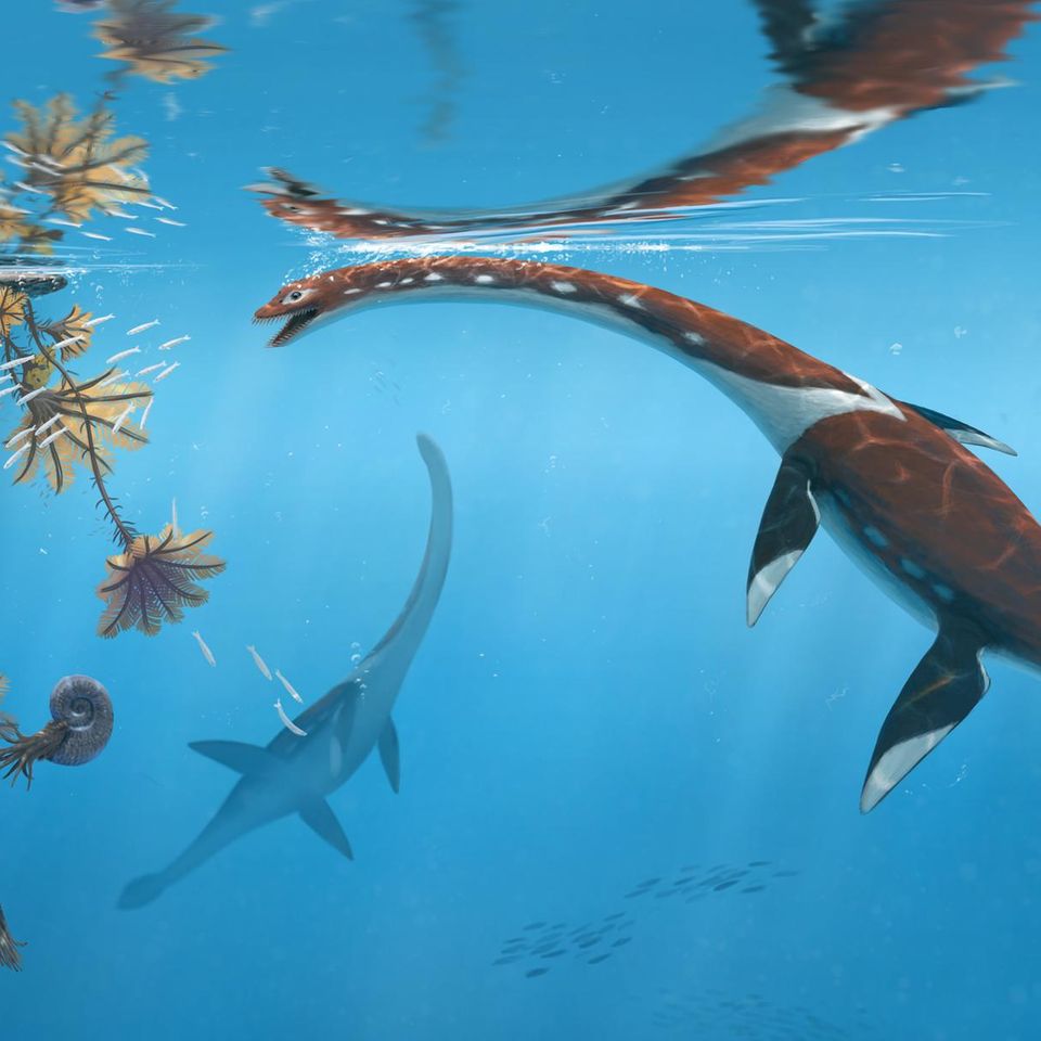 Plesionectes longicollum