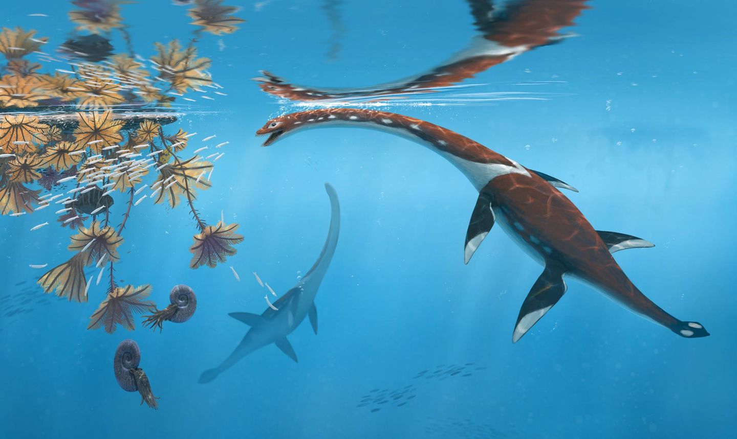 Plesionectes longicollum
