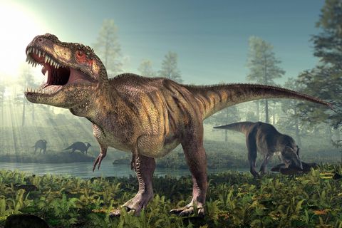 Tyrannosaurus rex setzte auf pure Kraft: Mit gewaltigem Kieferdruck konnte der bis zu 13 Meter lange Gigant mächtige Knochen zermalmen