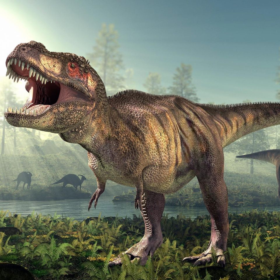 Tyrannosaurus rex setzte auf pure Kraft: Mit gewaltigem Kieferdruck konnte der bis zu 13 Meter lange Gigant mächtige Knochen zermalmen