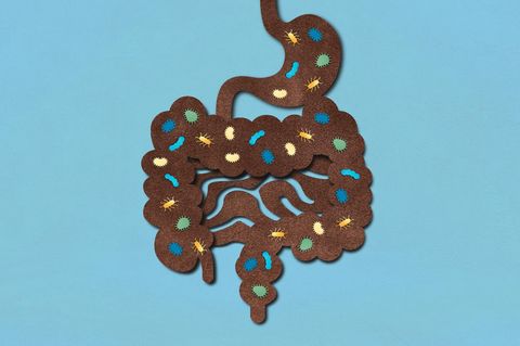Darm-Illustration