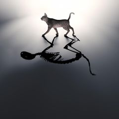 Lebt Schrödingers Katze, ist sie tot, oder ist sie beides zugleich? Die Quantenphysik beschreibt eine für uns gewöhnungsbedürftige Welt