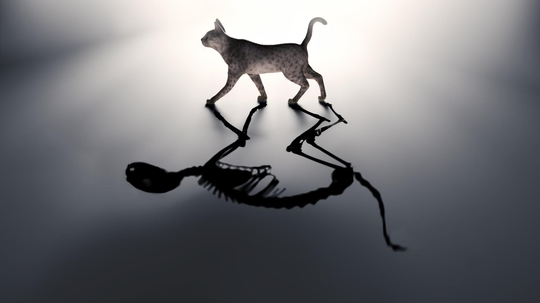 Lebt Schrödingers Katze, ist sie tot, oder ist sie beides zugleich? Die Quantenphysik beschreibt eine für uns gewöhnungsbedürftige Welt