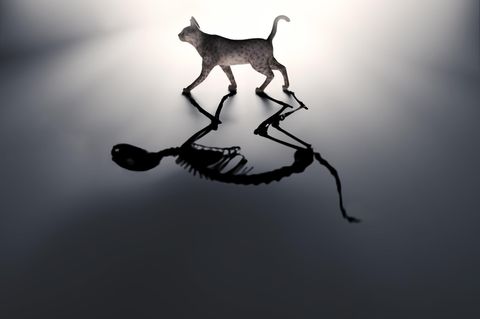 Lebt Schrödingers Katze, ist sie tot, oder ist sie beides zugleich? Die Quantenphysik beschreibt eine für uns gewöhnungsbedürftige Welt