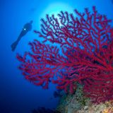 Tauchen in der Bucht von Faraglioni di Lucia Rosa