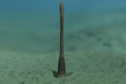 Faszinierendes Fossil: Dieser "Peniswurm" lebte einst in unseren Meeren