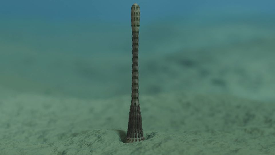 Faszinierendes Fossil: Dieser "Peniswurm" lebte einst in unseren Meeren