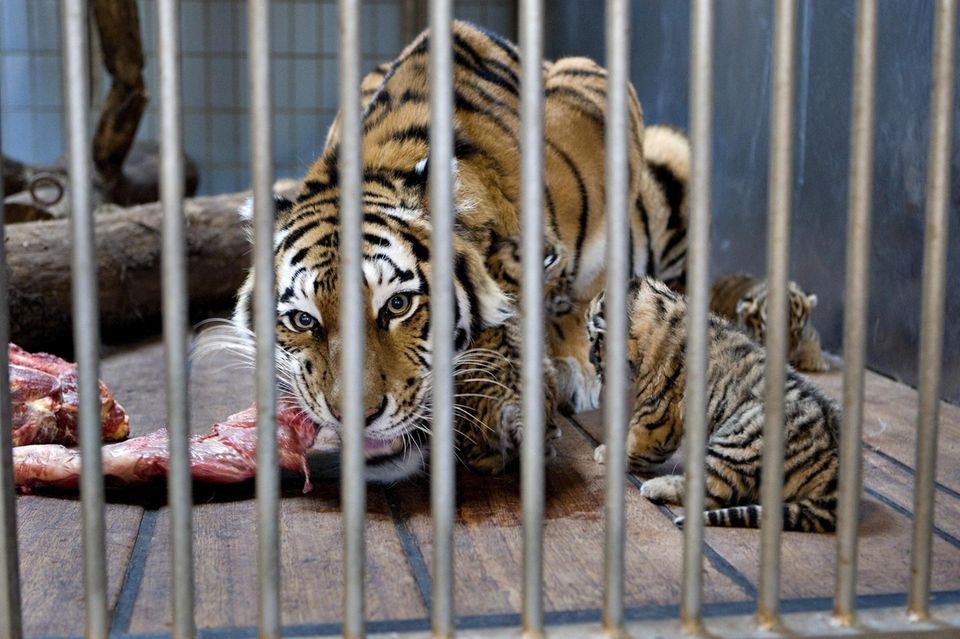 Die Spezies gilt als "vom Aussterben bedroht": Sibirischer Tiger im Zoo Aalborg (Archivbild)