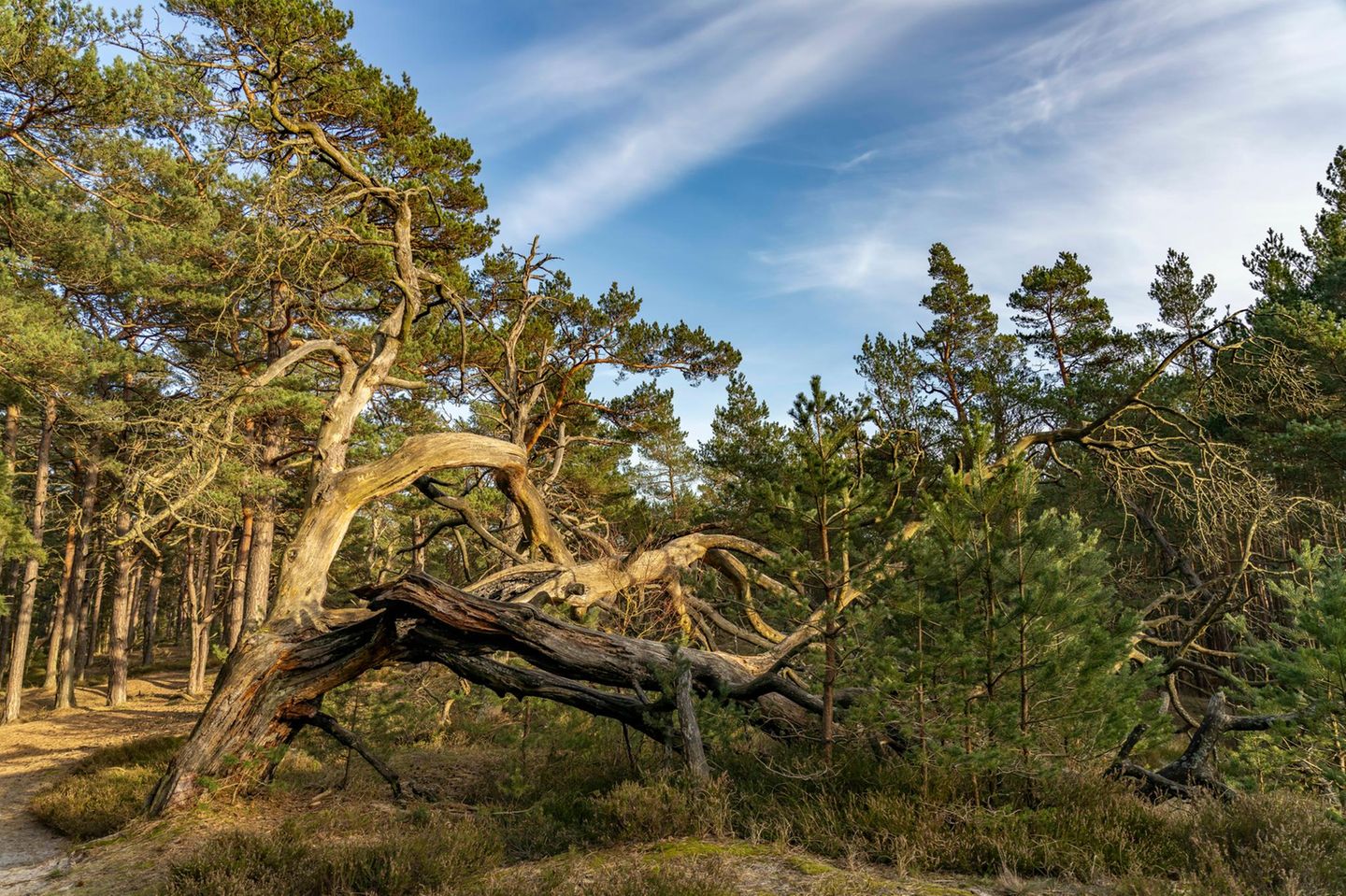 Wildnis erleben im Darßer Urwald Darßer Urwald