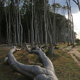 Gespensterwald Nienhagen