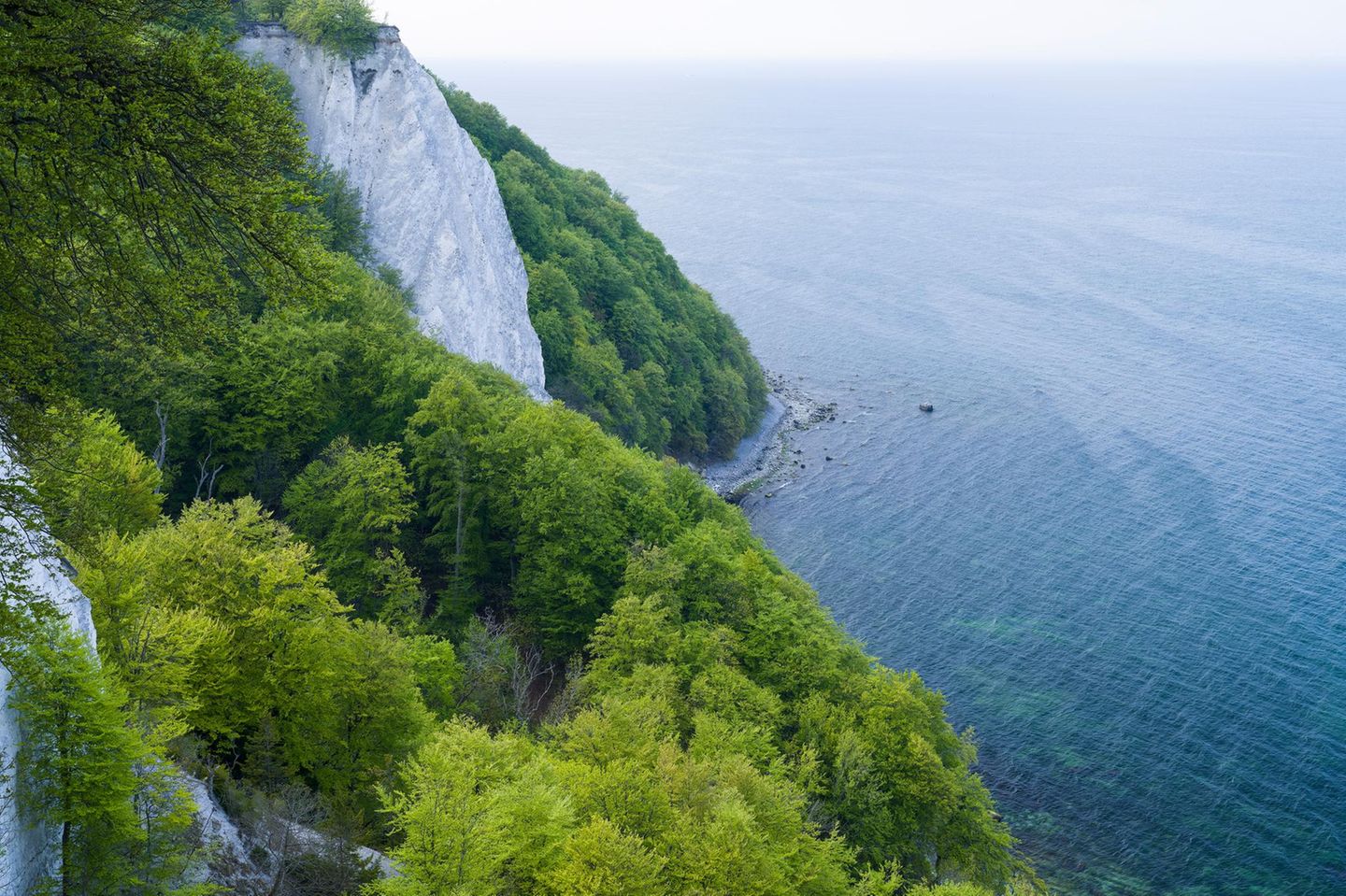 Buchenzauber im Nationalpark Jasmund Königsstuhl, Kreidefelsen und frühlingshaft grüner Buchenwald, Blick aufs Meer,