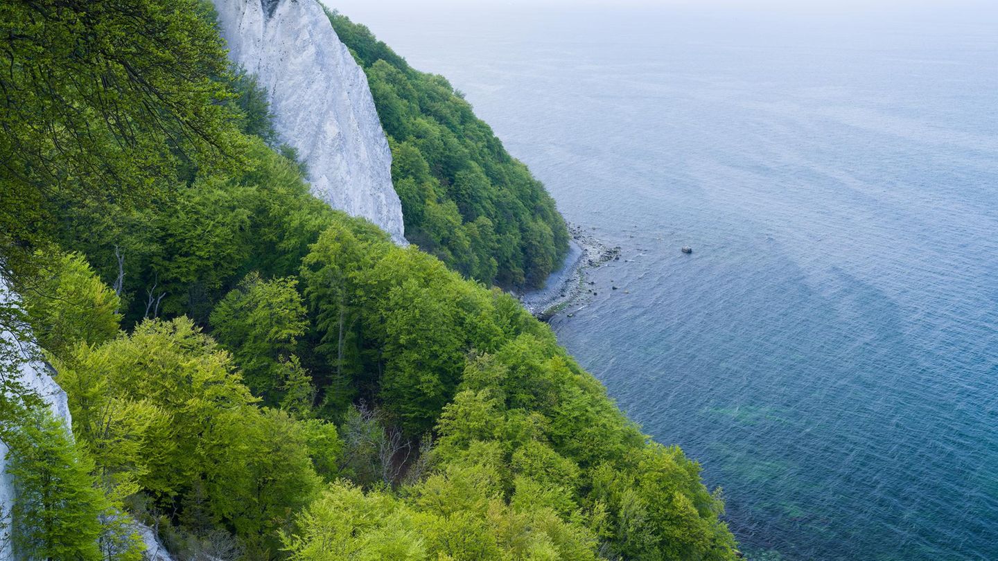 Buchenzauber im Nationalpark Jasmund Königsstuhl, Kreidefelsen und frühlingshaft grüner Buchenwald, Blick aufs Meer,